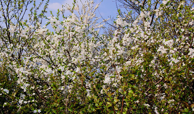 20100412 2026Ww [D~LIP] Kirschblüten, Bad Salzuflen