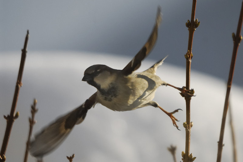 House sparrow