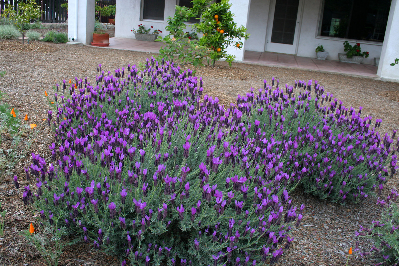 L.A. Garden Tour (6405)
