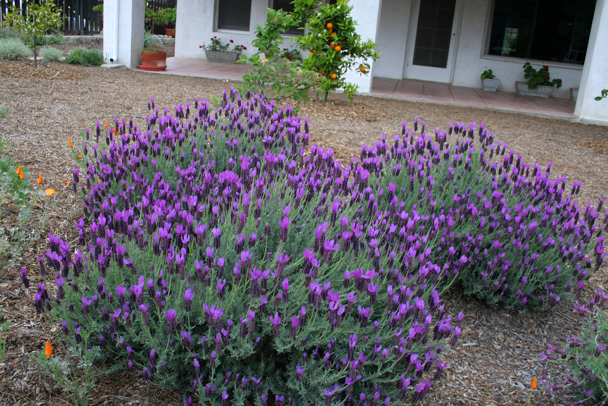 L.A. Garden Tour (6405)
