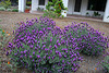 L.A. Garden Tour (6405)