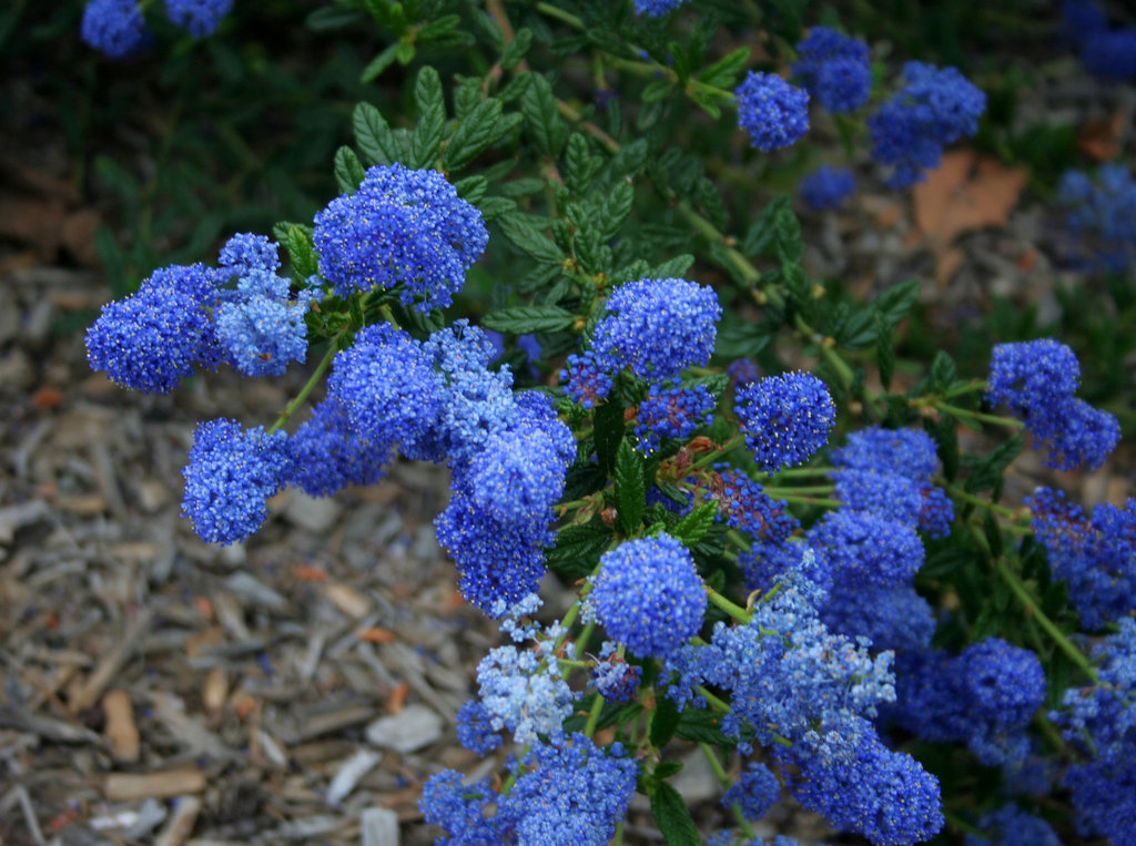 L.A. Garden Tour (6408)