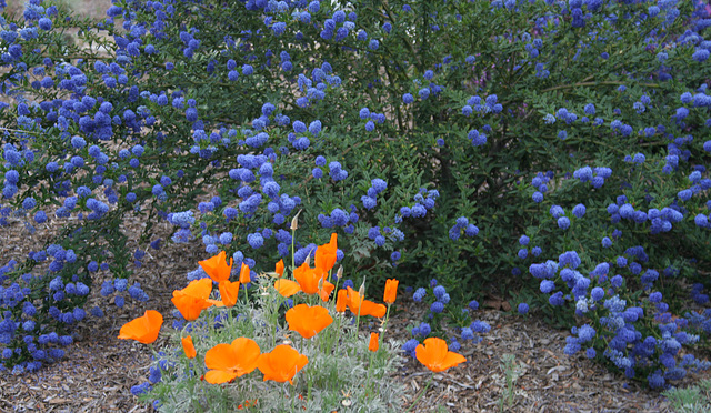 L.A. Garden Tour (6410)