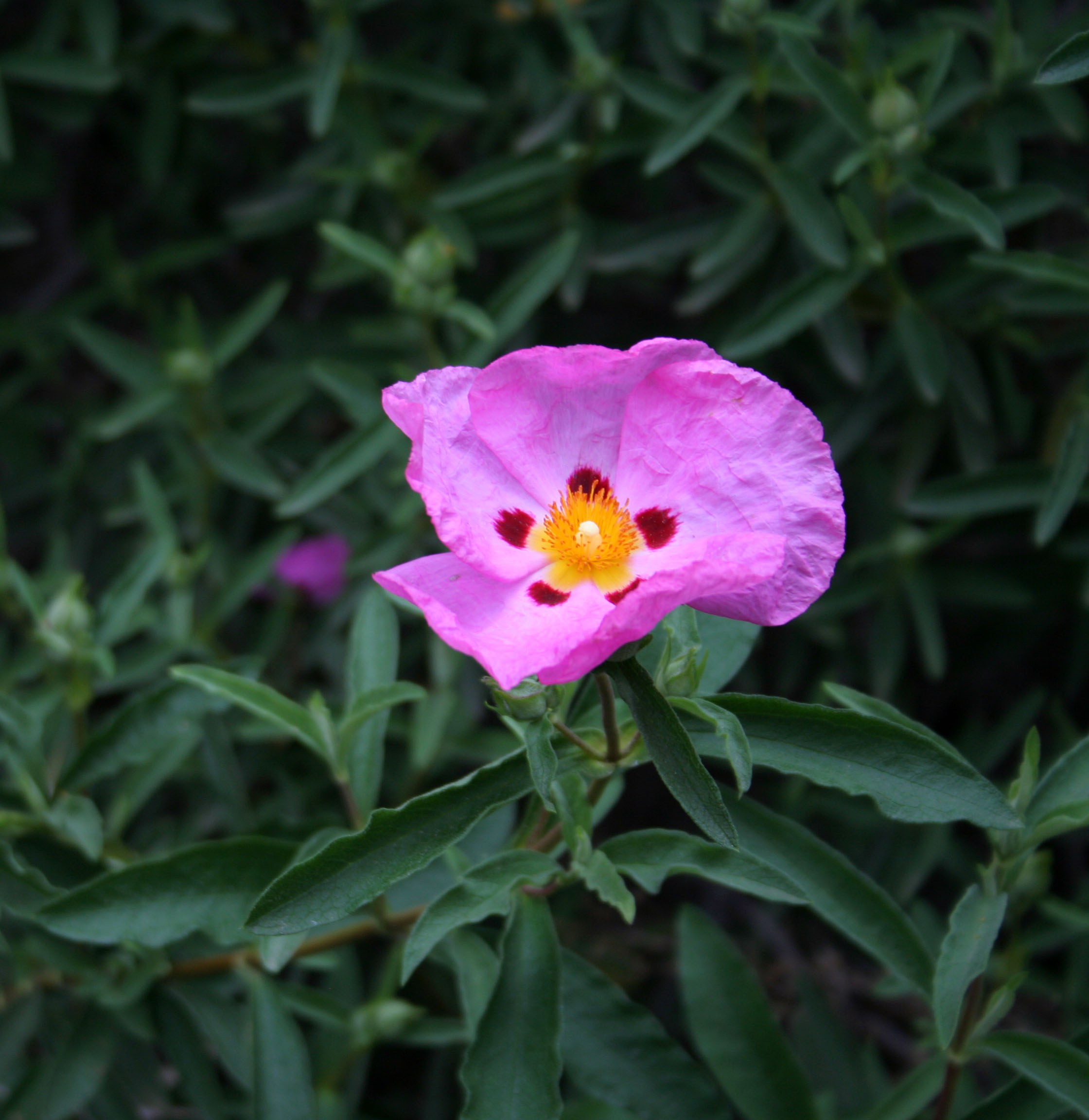 L.A. Garden Tour (6417)