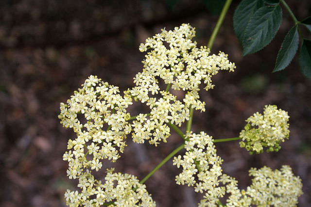 L.A. Garden Tour (6428)