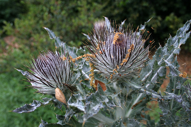 L.A. Garden Tour (6431)