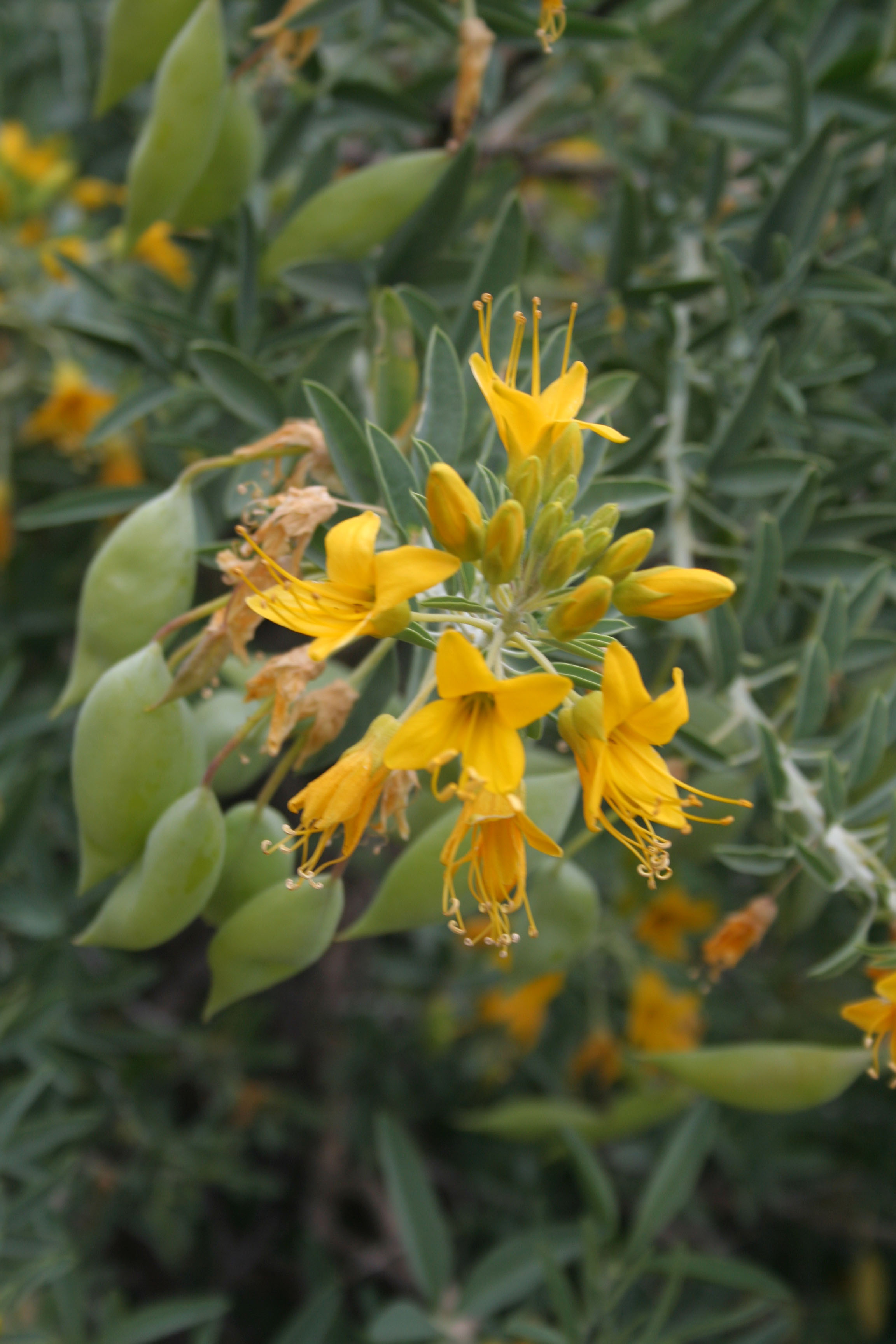 L.A. Garden Tour - Bladder Pod (6435)