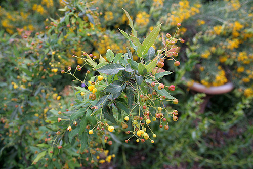 L.A. Garden Tour (6437)