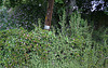 L.A. Garden Tour - Jade & Elephant Jade (6481)