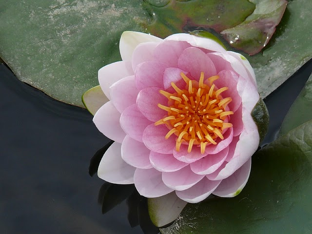 A fleur d'eau