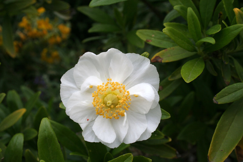 L.A. Garden Tour (6442)