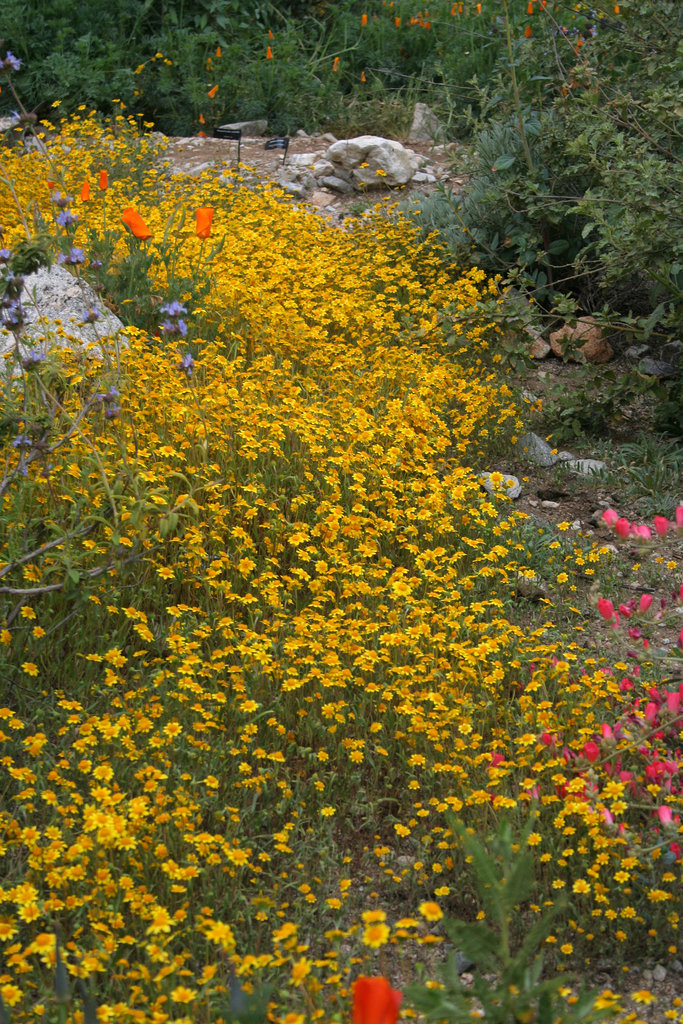 L.A. Garden Tour (6446)