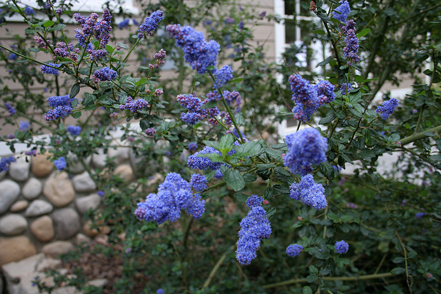 L.A. Garden Tour (6462)