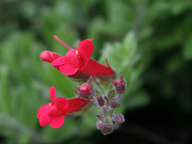 L.A. Garden Tour (6463)