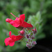 L.A. Garden Tour (6463)