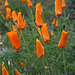 L.A. Garden Tour (6464)