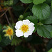 L.A. Garden Tour (6469)