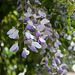 L.A. Garden Tour (6470)