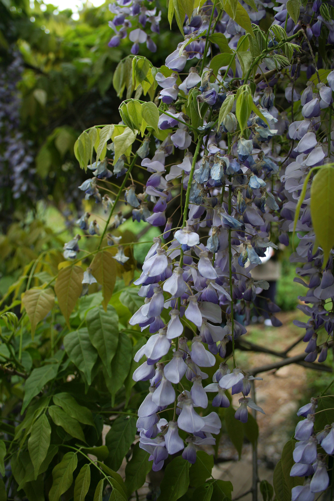 L.A. Garden Tour (6474)