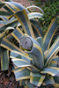L.A. Garden Tour (6480)