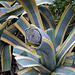 L.A. Garden Tour (6480)