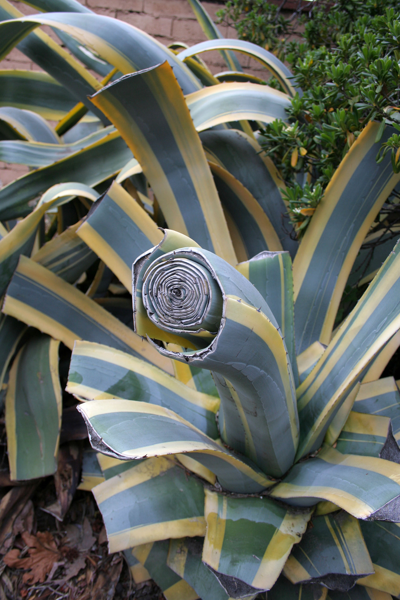 L.A. Garden Tour (6480)