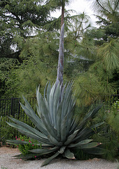 L.A. Garden Tour (6482)