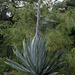 L.A. Garden Tour (6482)