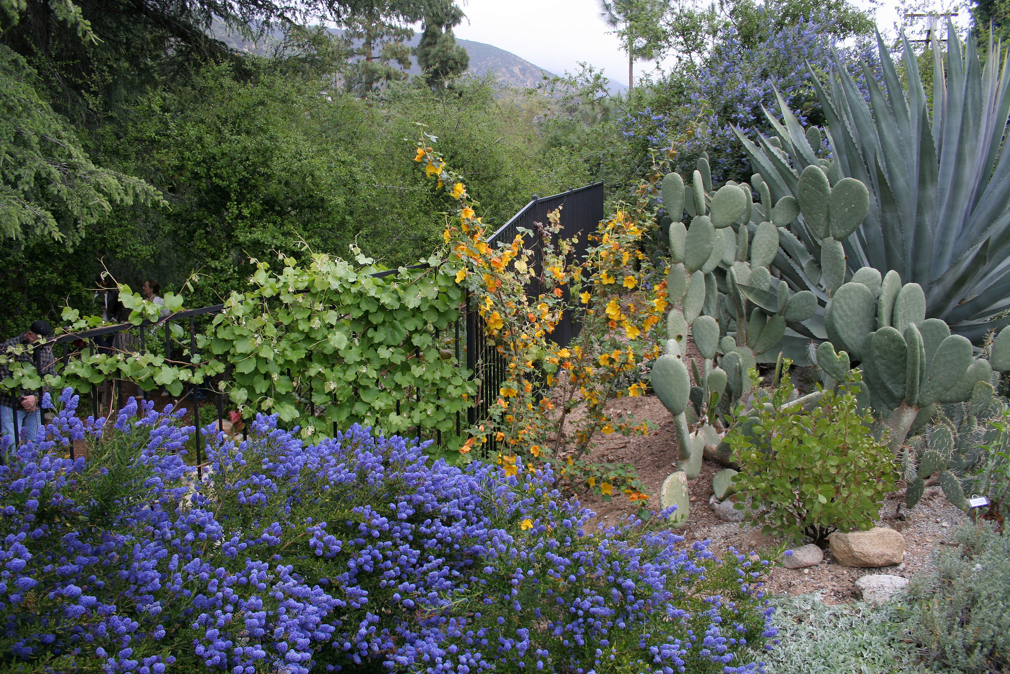 L.A. Garden Tour (6484)