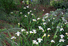L.A. Garden Tour (6486)