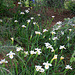 L.A. Garden Tour (6486)