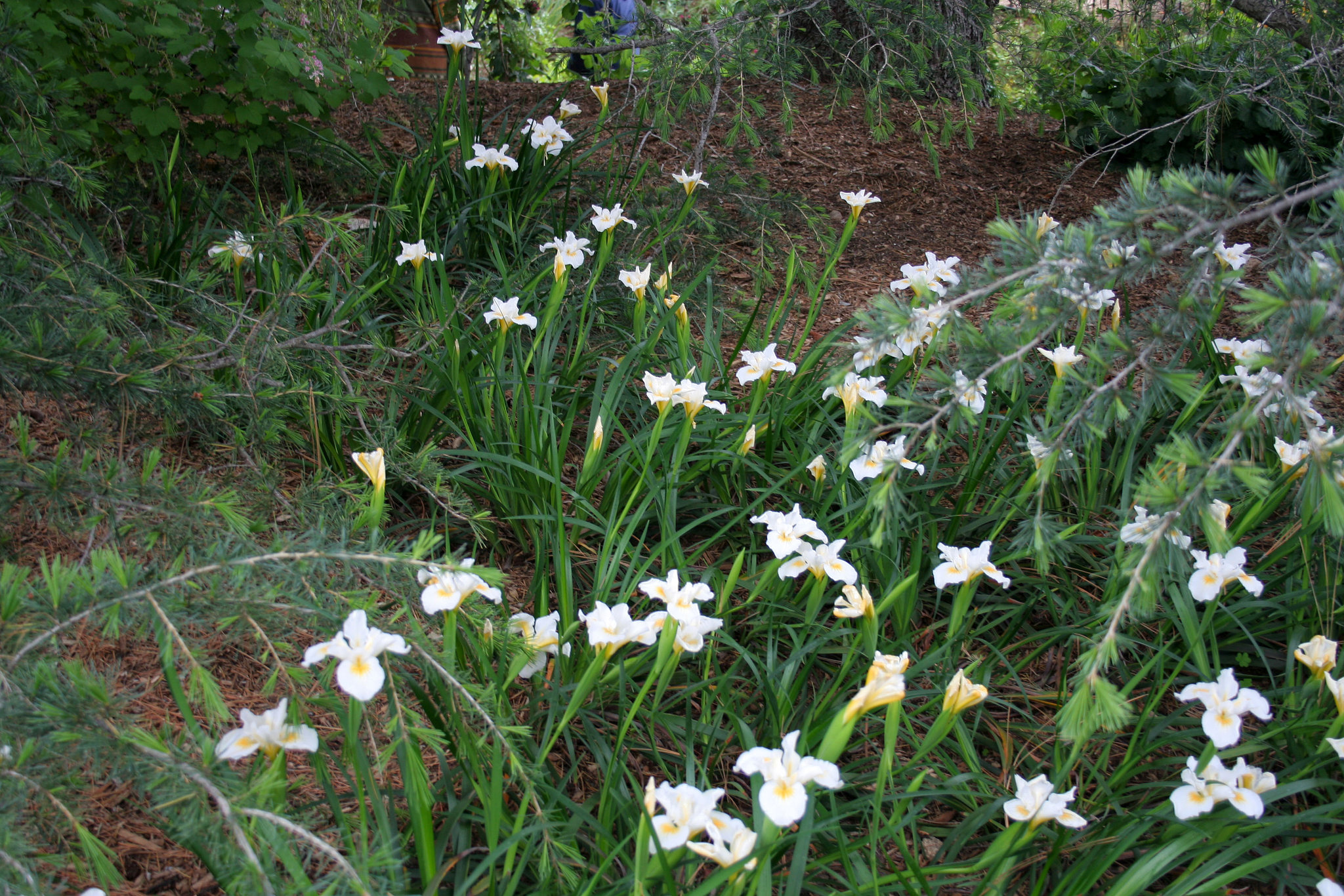 L.A. Garden Tour (6486)