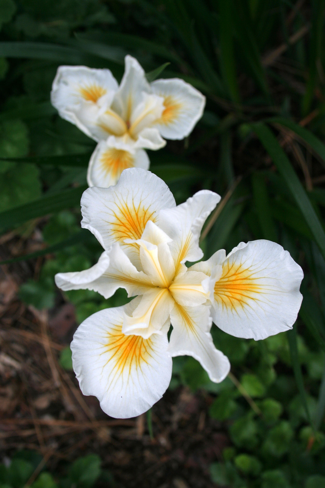 L.A. Garden Tour (6488)
