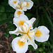 L.A. Garden Tour (6488)