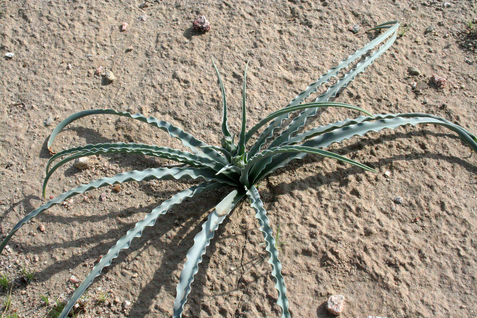 Desert Lily at Bat Cave Butte (3921)