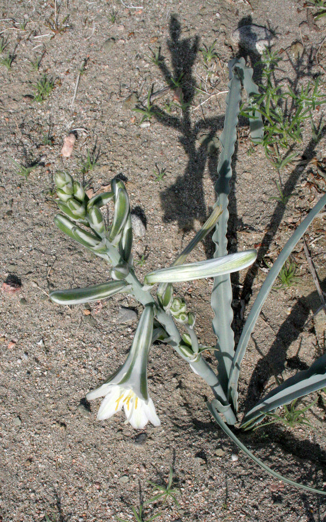 Desert Lily at Bat Cave Butte (3924)