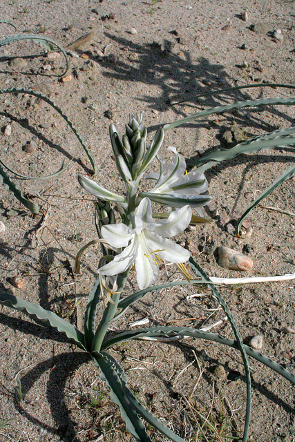 Desert Lily at Bat Cave Butte (3925)