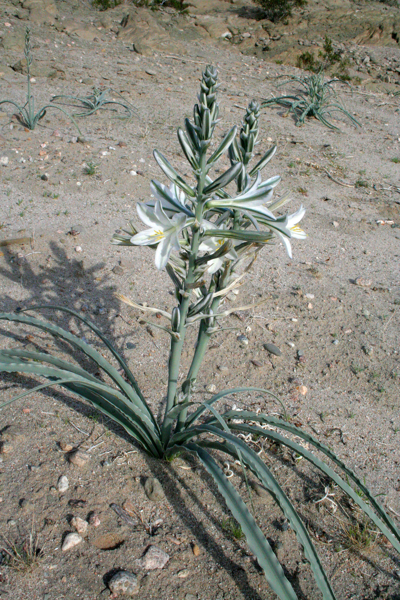 Desert Lily at Bat Cave Butte (3926)
