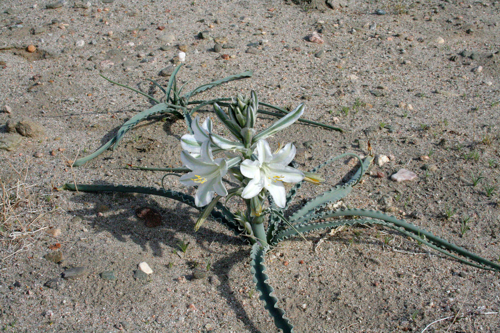 Desert Lily at Bat Cave Butte (3927)