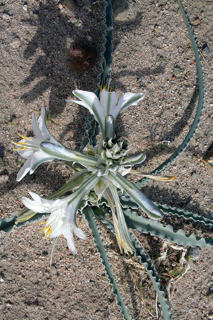 Desert Lily at Bat Cave Butte (3928)