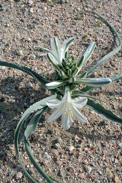 Desert Lily at Bat Cave Butte (3929)