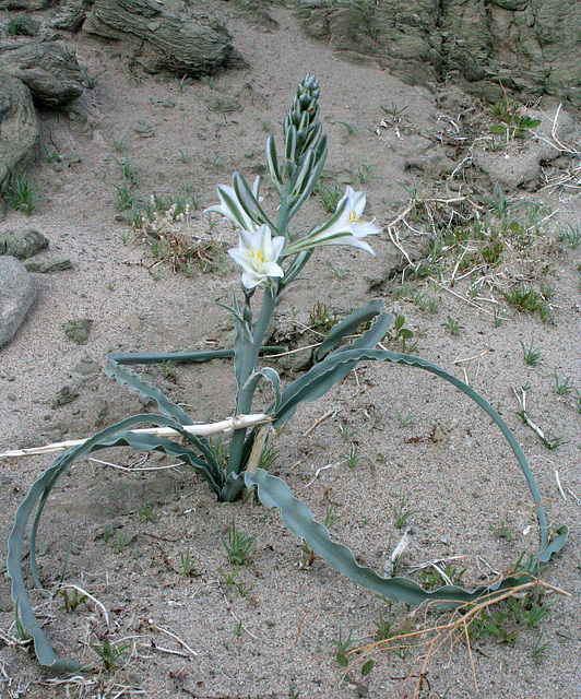 Desert Lily at Bat Cave Butte (3940)