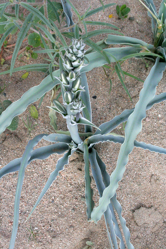 Desert Lily at Bat Cave Butte (3943)