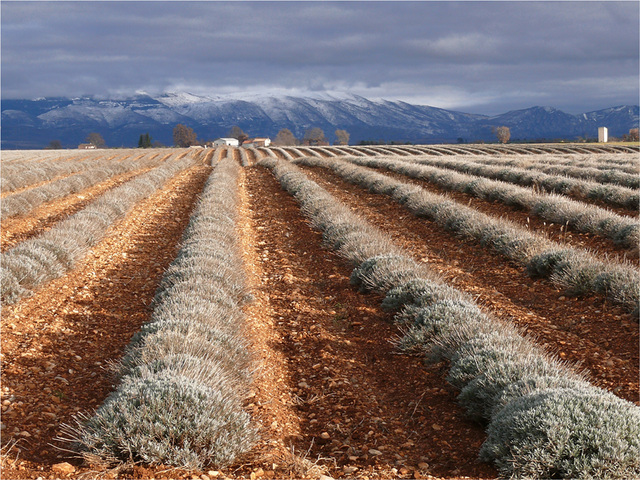 le plateau de Valensole et ses couleurs d'hiver