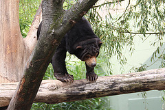 20090910 0531w [D~MS] Malaienbär (Helarctos malayanus), Zoo, Münster