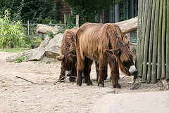 20090910 0533Aw [D~MS] Poitou-Esel (Equus asinus f, domesticus), Zoo, Münster