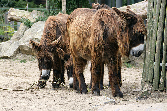 20090910 0534Aw [D~MS] Poitou-Esel (Equus asinus f. domesticus), Zoo, Münster