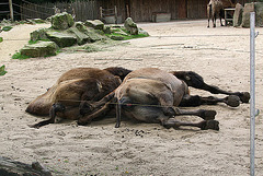 20090910 0537Aw [D~MS] Trampeltier (Camelus bactrianus), Zoo, Münster