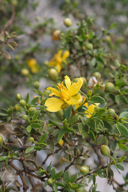 Creosote Bloom (3938)