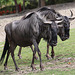 20090910 0559Aw [D~MS] Streifengnu (Connochaetes taurinus), Zoo, Münster